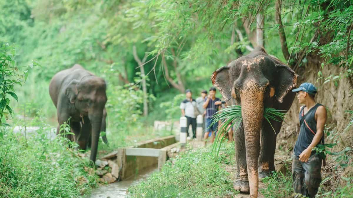 Elephant sanctuary excursion on a forest trail in Chiang Mai